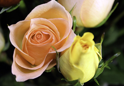 gift image